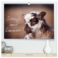 Schafe und Lämmer (hochwertiger Premium Wandkalender 2025 DIN A2 quer), Kunstdruck in Hochglanz