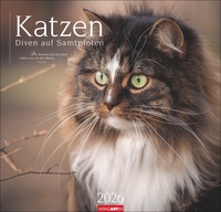 Katzen - Diven auf Samtpfoten Kalender 2026