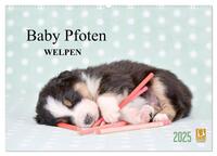 Baby Pfoten (Wandkalender 2025 DIN A2 quer), CALVENDO Monatskalender