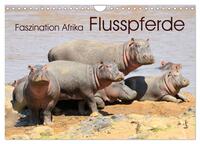 Faszination Afrika: Flusspferde (Wandkalender 2025 DIN A4 quer), CALVENDO Monatskalender