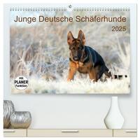 Junge Deutsche Schäferhunde (hochwertiger Premium Wandkalender 2025 DIN A2 quer), Kunstdruck in Hochglanz