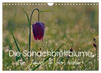 Die Schachbrettblume (Wandkalender 2025 DIN A4 quer), CALVENDO Monatskalender