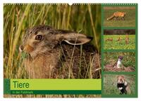 Tiere in der Feldmark (Wandkalender 2025 DIN A2 quer), CALVENDO Monatskalender