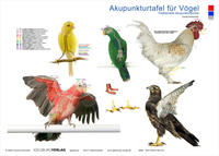 Akupunkturtafel für Vögel