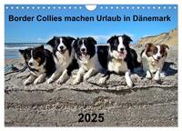 Border Collies machen Urlaub in Dänemark (Wandkalender 2025 DIN A4 quer), CALVENDO Monatskalender