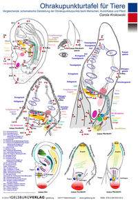 Ohrakupunktur für Tiere (Ohrakupunkturtafel)