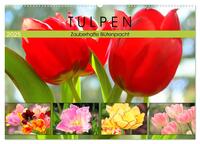 Tulpen. Zauberhafte Blütenpracht (Wandkalender 2025 DIN A2 quer), CALVENDO Monatskalender