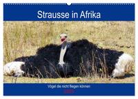 Strausse in Afrika (Wandkalender 2025 DIN A2 quer), CALVENDO Monatskalender