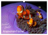 Anemonenfische - Streitbare Gesellen (Wandkalender 2025 DIN A3 quer), CALVENDO Monatskalender