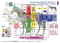 Akupunkturtafel für Pferde 7