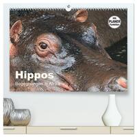 Hippos - Begegnungen in Afrika (hochwertiger Premium Wandkalender 2025 DIN A2 quer), Kunstdruck in Hochglanz