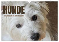 Hunde - vom Mischling bis zum Rassehund (Wandkalender 2025 DIN A3 quer), CALVENDO Monatskalender