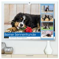 Berner Sennenhunde - Faszinierende Herzensbrecher (hochwertiger Premium Wandkalender 2025 DIN A2 quer), Kunstdruck in Hochglanz