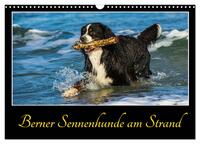 Berner Sennenhunde am Strand (Wandkalender 2025 DIN A3 quer), CALVENDO Monatskalender