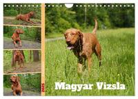 Faszination Magyar Vizsla (Wandkalender 2025 DIN A4 quer), CALVENDO Monatskalender