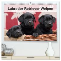 Labrador Retriever Welpen (hochwertiger Premium Wandkalender 2025 DIN A2 quer), Kunstdruck in Hochglanz