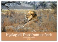 Kgalagadi - Fauna und Wildtiere in der Kalahari (Wandkalender 2025 DIN A2 quer), CALVENDO Monatskalender