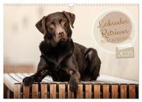 Labrador Retriever - Vielfalt auf Vier Pfoten (Wandkalender 2025 DIN A3 quer), CALVENDO Monatskalender