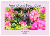 Freund und Beschützer - Der Malinois (Wandkalender 2025 DIN A4 quer), CALVENDO Monatskalender