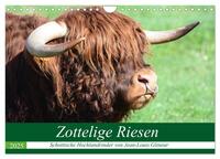 Zottelige Riesen - Schottische Hochlandrinder (Wandkalender 2025 DIN A4 quer), CALVENDO Monatskalender