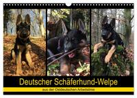 Deutscher Schäferhund-Welpe - aus der Ostdeutschen Arbeitslinie (Wandkalender 2025 DIN A3 quer), CALVENDO Monatskalender