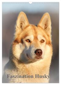 Faszination Husky (Wandkalender 2025 DIN A3 hoch), CALVENDO Monatskalender