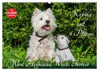 Kobold auf 4 Pfoten - West Highland White Terrier (Wandkalender 2025 DIN A2 quer), CALVENDO Monatskalender