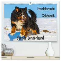 Faszinierende Schönheit Berner Sennenhund (hochwertiger Premium Wandkalender 2025 DIN A2 quer), Kunstdruck in Hochglanz