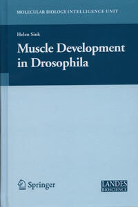 Muscle Development in Drosophilia