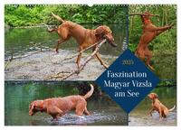 Faszination Magyar Vizsla am See (Wandkalender 2025 DIN A2 quer), CALVENDO Monatskalender