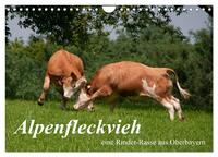 Alpenfleckvieh (Wandkalender 2025 DIN A4 quer), CALVENDO Monatskalender