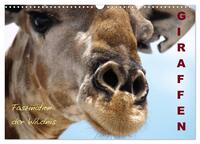 Giraffen – Faszination der Wildnis (Wandkalender 2025 DIN A3 quer), CALVENDO Monatskalender