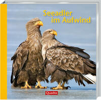 Seeadler im Aufwind