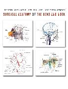 Surgical Anatomy of the Head and Neck