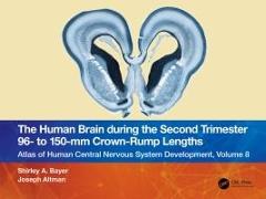 The Human Brain during the Second Trimester 96– to 150–mm Crown-Rump Lengths