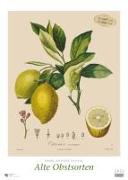 DUMONT - Poiteau: Alte Obstsorten 2025 Wandkalender, 50x70cm, Posterkalender mit Abbildungen von alten Obstsorten, aus der Rara-Sammlung der Staatsbibliothek zu Berlin