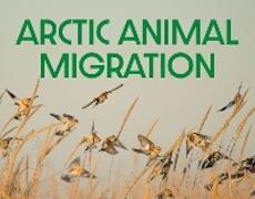 Arctic Animal Migration