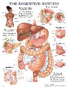 The Digestive System Anatomical Chart