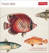 Fische Postkartenkalender 2026 - Postkartenkalender mit 53 historischen Zeichnungen