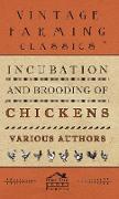 Incubation and Brooding of Chickens