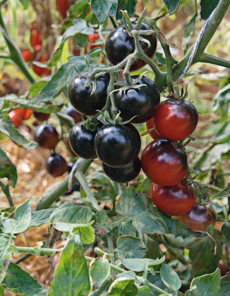 Über die treulose Tomate &#8211; letzte Tomatengeschichte