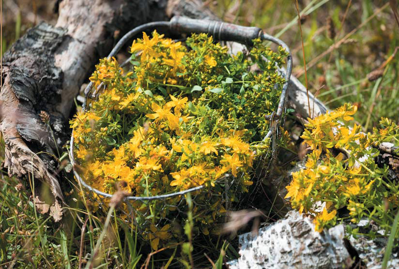 Heilsame Wildpflanzen – Hochsommer